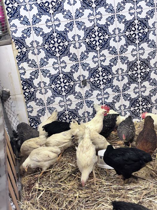 Frangas e frangos  leghorne