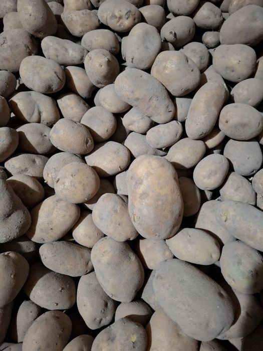 Ziemniaki - odmiana Jurek