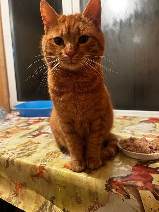 Ищу дом для рыжих котиков