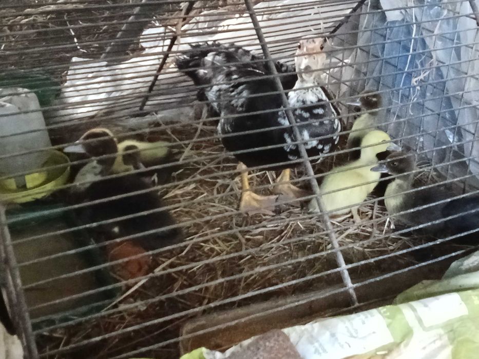 pata e seus patinhos