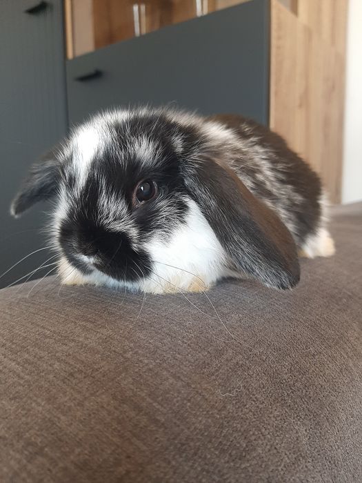 Króliki baranek miniaturka karzełek mini lop. Cena CAŁKOWITA.