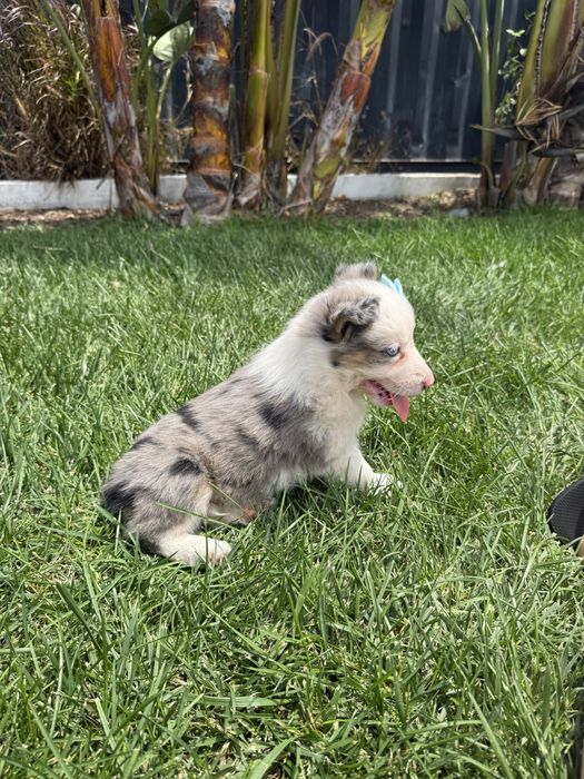 Border Collie Merle Femêa Fofinha