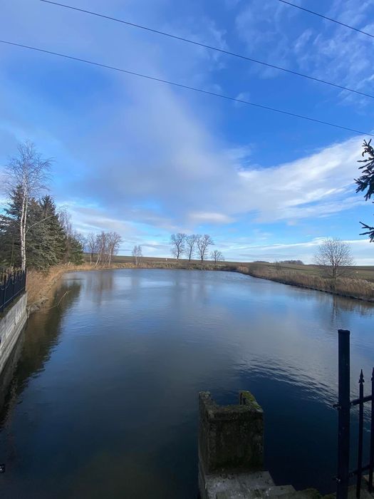 Sprzedaż karpia tołpygi amura