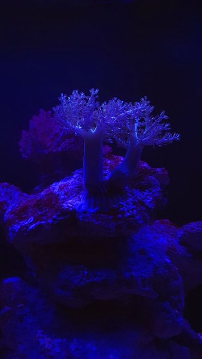 Frag de coral Kenya Tree