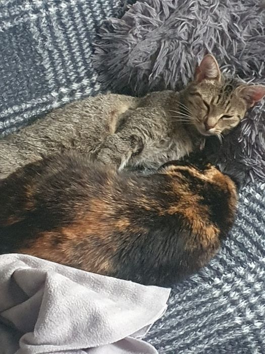 Kotka do adopcji