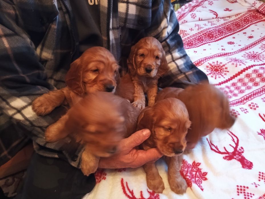 Piękne suczki i pieski Cocker spaniel