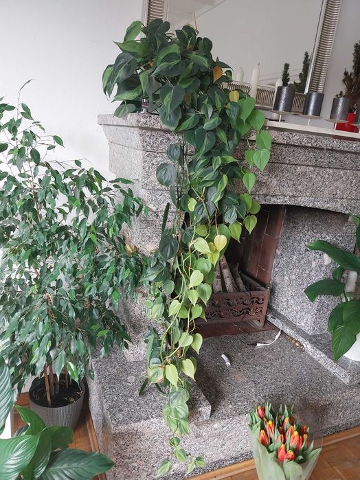 Philodendron scandens 'Brasil' Filodendron + variegata 1,5m długość