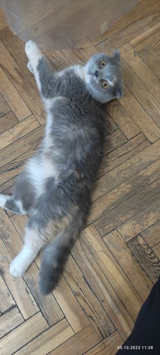 Шотландська висловуха ,1.5 року не стерилізована