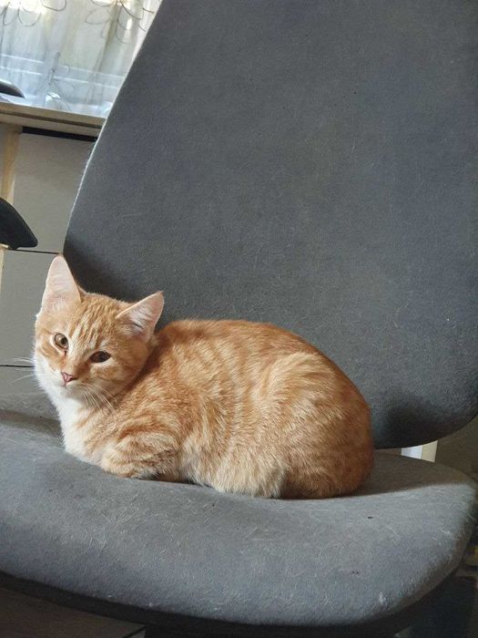 Шукає свою Родину рижий котик