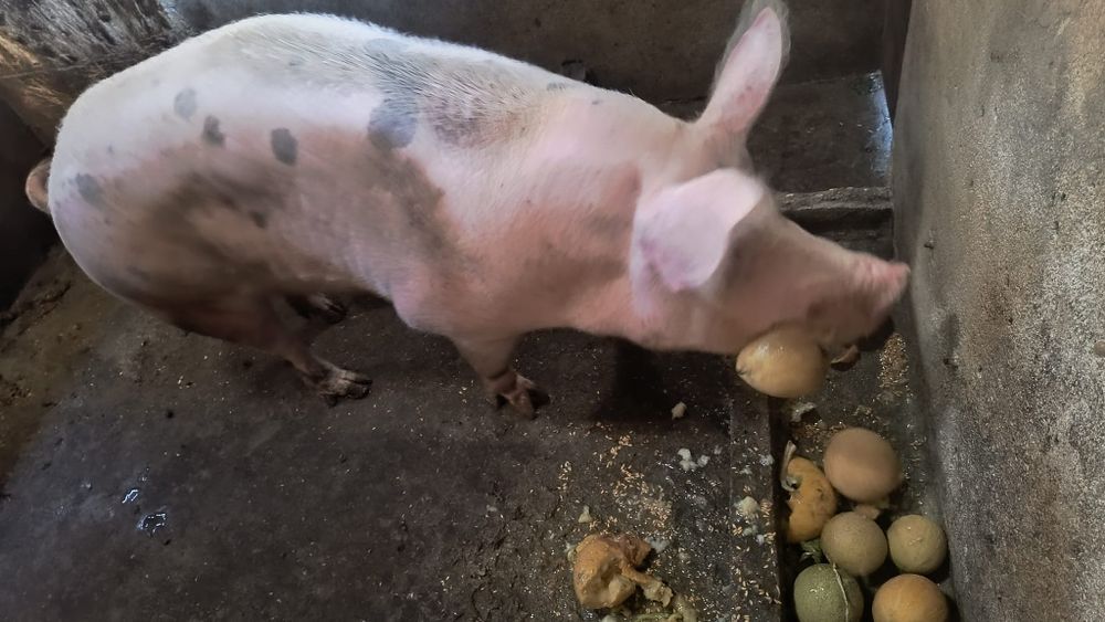 Porca malhada caseira