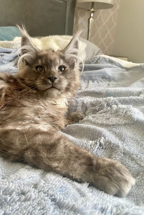 Dymny maine coon kocurek GAPCIO Enklawa