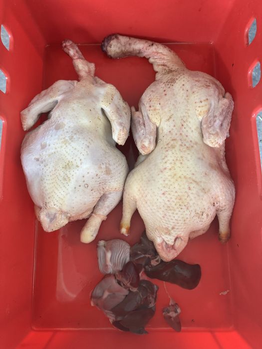 Sprzedam tusze z Brojlera Kaczki Gęsi