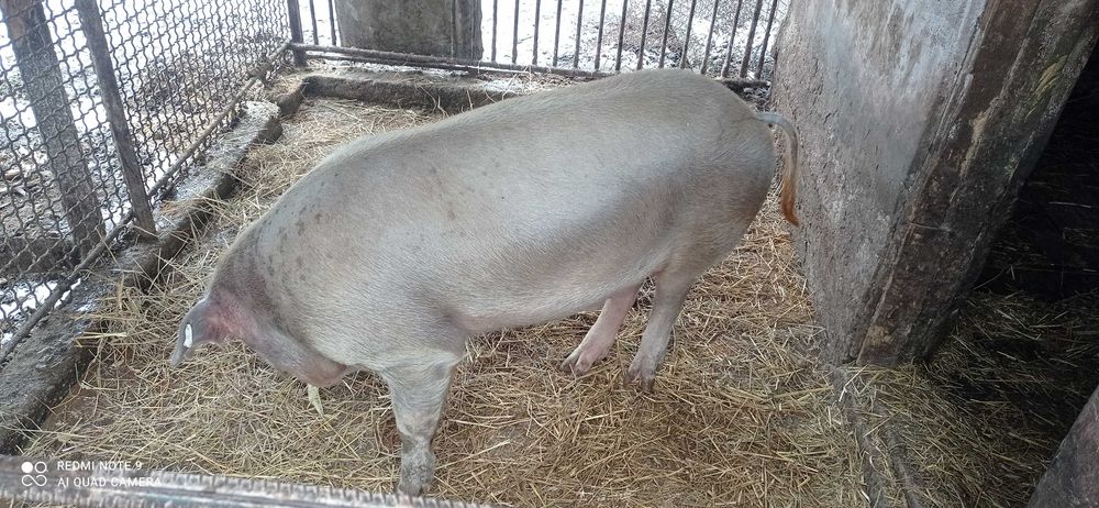 Спаровка кнура ( хряка )