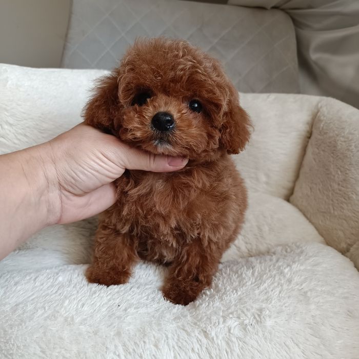 Міні дівчинка. Готова до переїзду. Курноса мальтипу. Київ