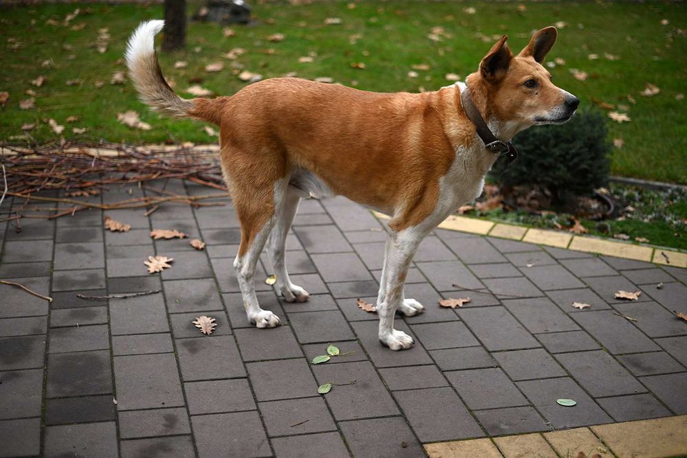 ZEISS Loxia 50mm f/2 Planar T* - відмінна мануальна 50-ка для Sony E