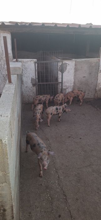 Leitoes para venda