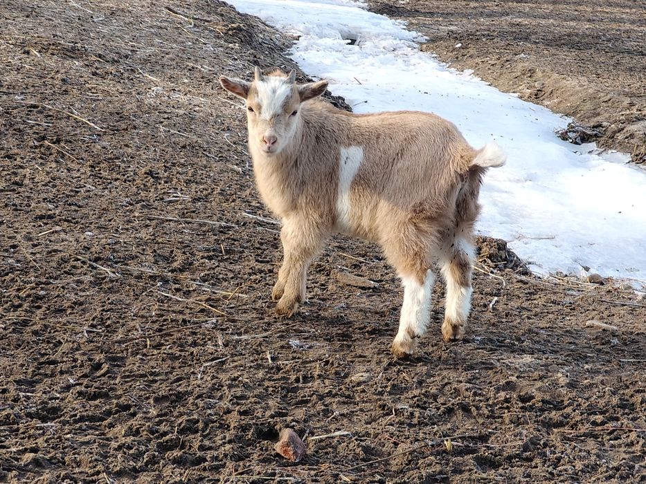Kozy miniaturki,koziołki miniaturowe
