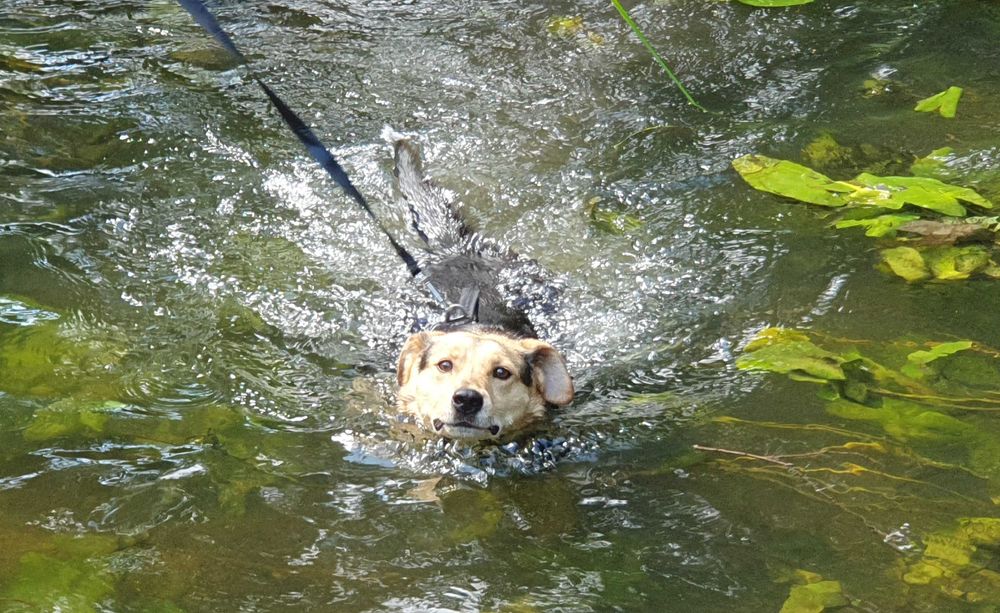 Kochany Jacky szuka domu