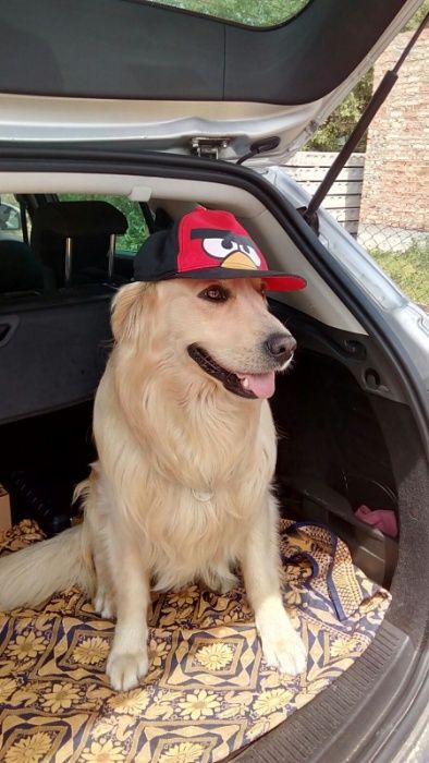 Золотистий ретрівер хлопчик в'язка