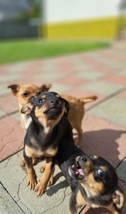 цуценята Той-терьєр 2 місяця -хлопці вакціновані