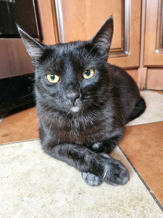 Wyjątkowy kotek MIODEK szuka domku