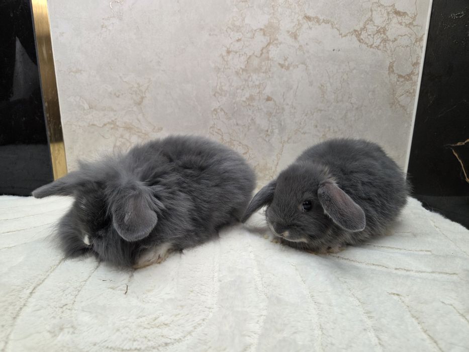 Mini lop / Baranek miniaturowy