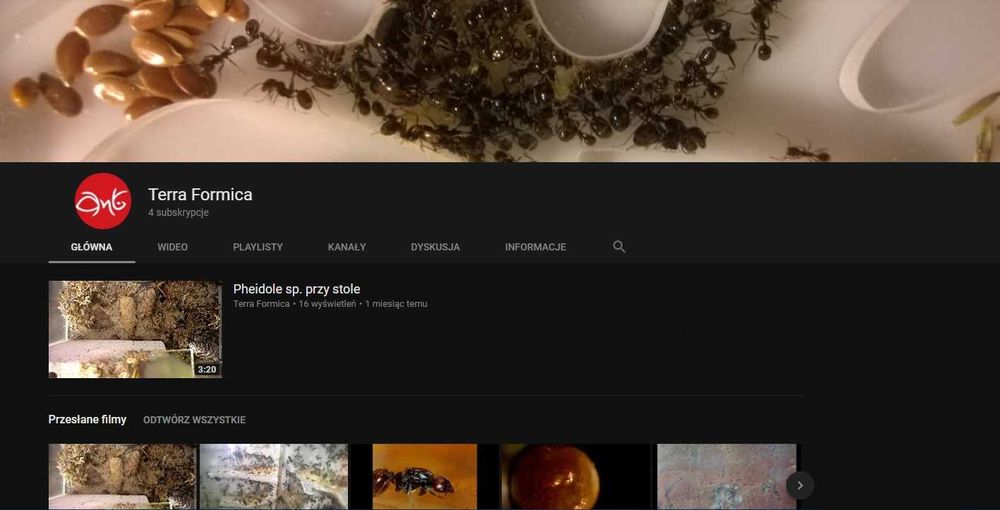 Segment "owal" gniazda dla mrówek