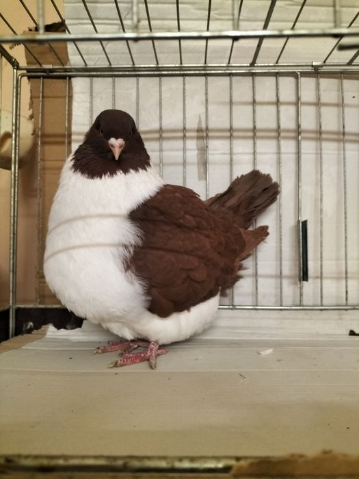 Straser Strasser Strassery Strasery samiczka z 2025  roku