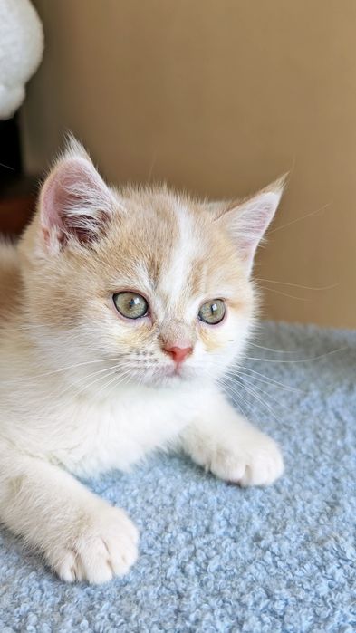 Cudowny brytyjski  kocurek