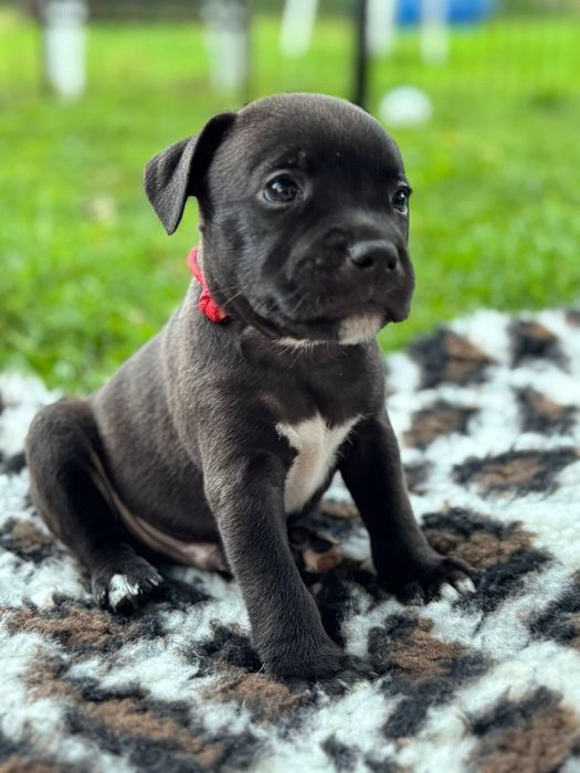 Staffordshire Bull Terrier