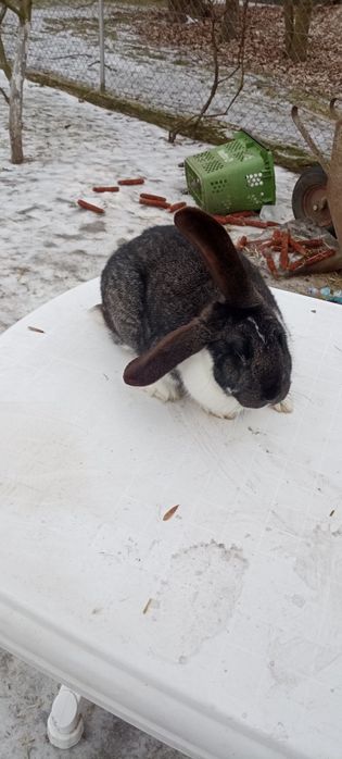 Króliki  Belgi Młode