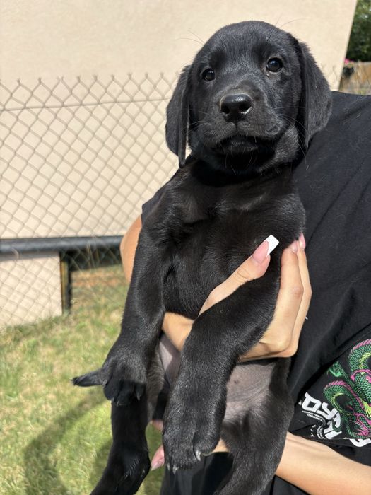 Sprzedam szczeniaka rasy labrador suczka