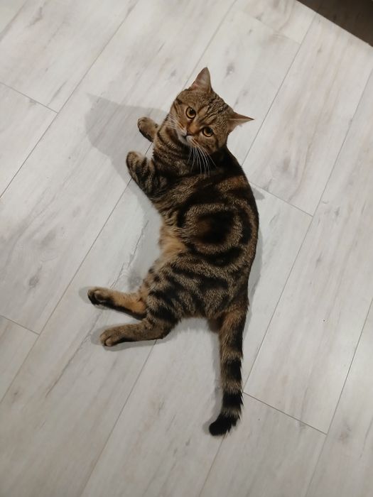 Котик для в'язки