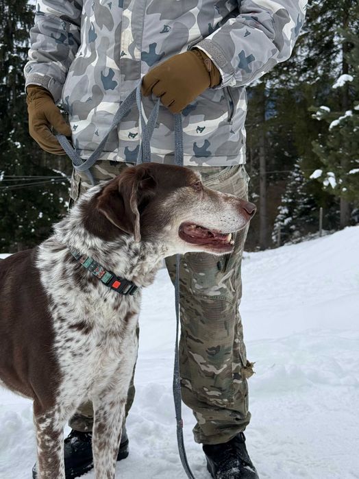 Тор, метис курцхаара, шукає дім