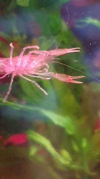 Raczki Diminutus do akwarium