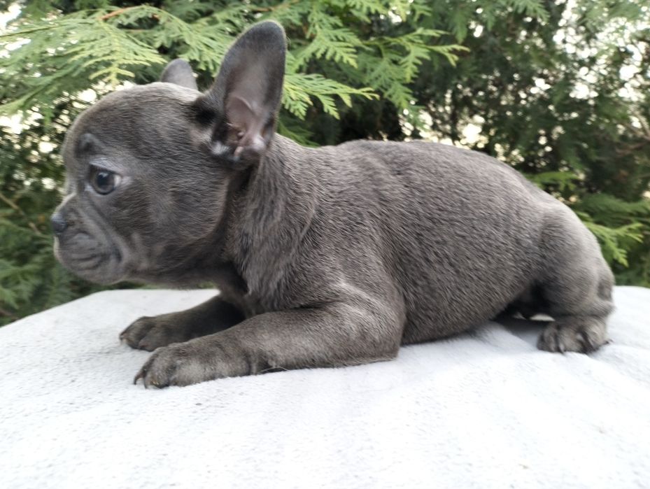Szczeniak Buldog Francuski Blue
