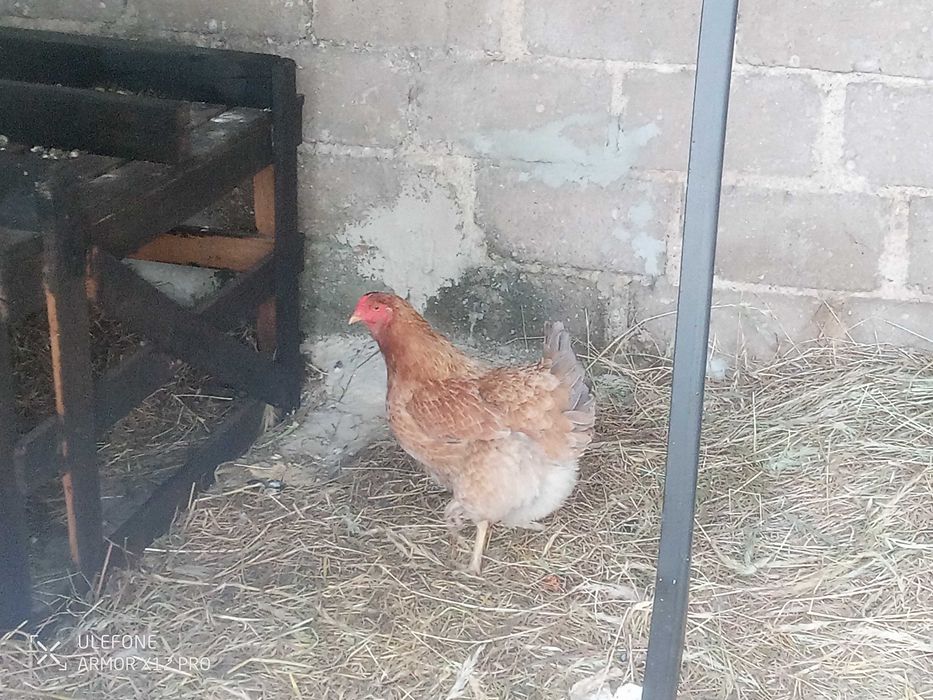 Vendo galos com 8 meses