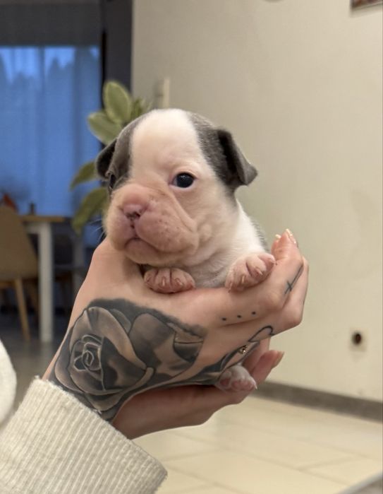 buldog francuski  rezerwacja