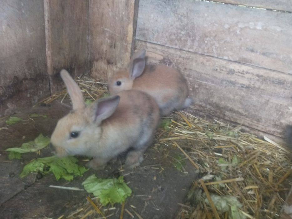 Króliczki miniaturki