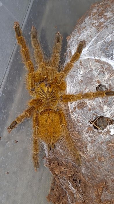 Murinus usambara l5/6