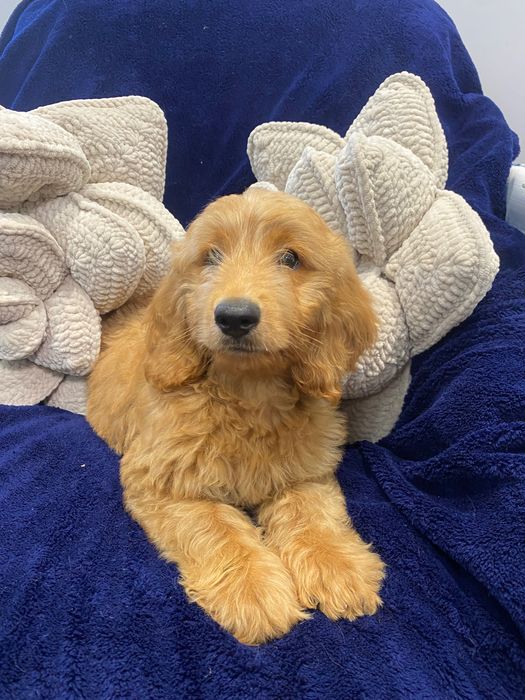 Sprzedam pięknego labradoodle