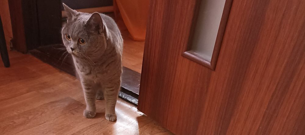 Передержка кошек и котов