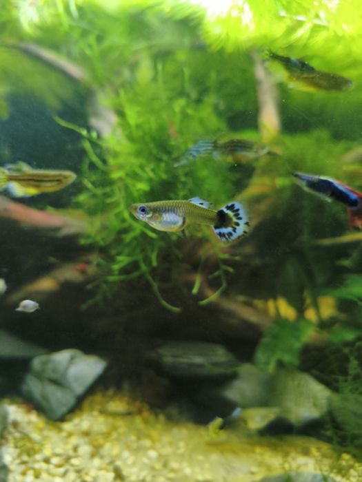 Gupiki i krewetki