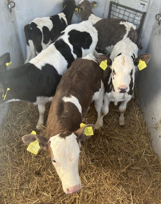 Cielaki byczki jalowki mięsne Polskie