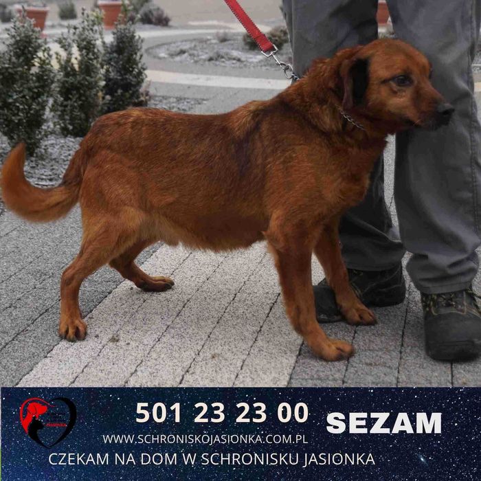 SEZAM do adopcji – Schronisko Jasionka