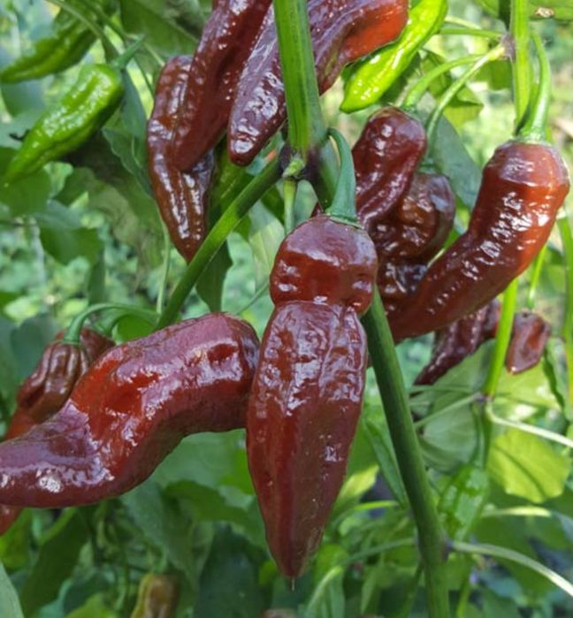 Novas adições: pimentas/ chilli peppers/ "malaguetas"