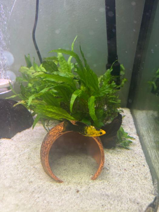 Peixes mollys pretas e amarelas