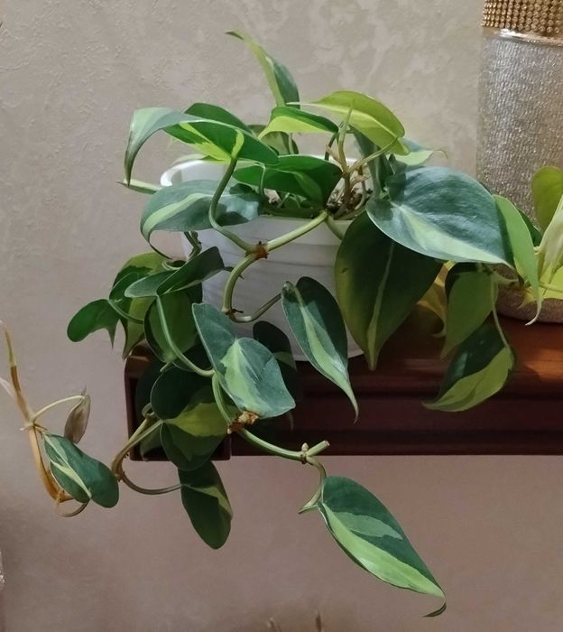 Филодендрон Бразилия, Филодендрон Лемон Лайм