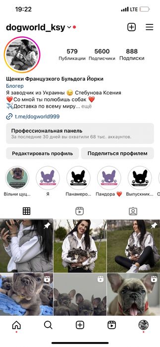 Щенки французкого бульдога