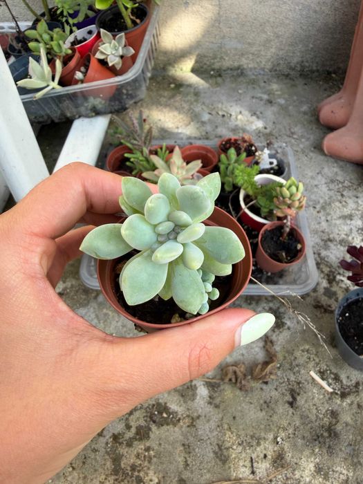 Suculentas variadas 1,5€ cada